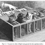 Cat piano